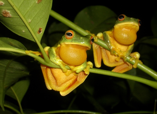 Two frogs in a tree