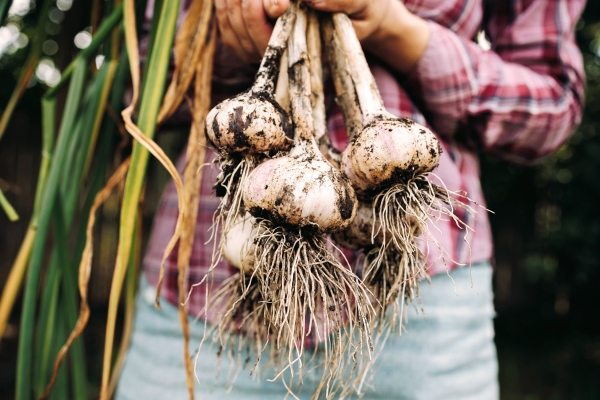Garlic harvest